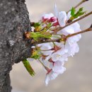 여의도 윤중로 벚꽃축제 4월4일 이미지