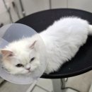 냥클래스 이미지