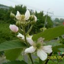 한국의 나무(6)-복분자(Korean Blackberry , 覆盆子) 이미지