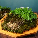 뿌리농장 이미지