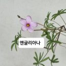 사랑초 브로큰컬러 아레나리아 오각링 이미지