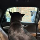 쿠쿠숲 | 경남 애견 동반 펜션으로 유명한 밀양 쿠쿠숲