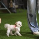 도그와트 이미지