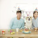 반려미디어