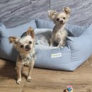 마벨펫 천안점 이미지