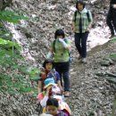 금강송 생태경영림 이미지