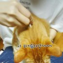 개거품그루밍 네이버블로그