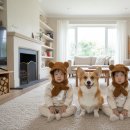 추억여행 | 🐾 AI로 떠난 사랑하는 반려견과의 추억여행 후기