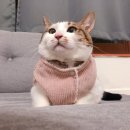 펫델 네이버블로그
