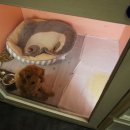 해피아지 이미지