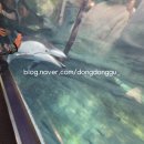 생생수족관 | [오사카 여행] 아이와 가이유칸 수족관 내돈내산 리얼후기! 고래상어 명당, 관람 팁 총정리