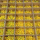 고림농장 이미지