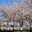연지공원(조각공원) | 김해 연지공원 자두꽃 오얏꽃 만개 실시간 개화 경전철 가는법