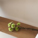꽃티크