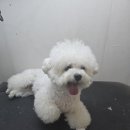 주견야DOG | 남양주애견샵 예쁘게 미용 잘 하는 주견야DOG