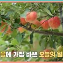 매일사과