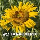 경산 하양비소-05 | 경산 대부잠수교 해바라기 실시간 및 체크사항