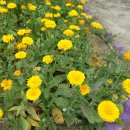 금잔화 金盞花 Calendula 이미지