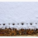 봄마중(2월에는) 이미지