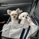 라온펫동물병원 이미지