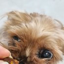 말티즈 슬개골관리 닥터독 베츠초이스 뉴트리션 J 관절영양제 후기