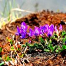 댕댕이 컷 이미지