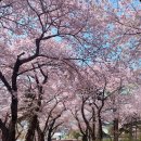 장유마을공원 | 인천 벚꽃 명소｜'자유공원' 2026년 올해 벚꽃 안녕!