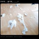 오늘도 댕댕이 이미지