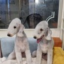 딸기애견미용실 이미지