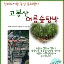 여름탐방(성인) 네이버블로그