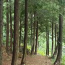 편백연 관광농원 이미지