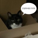 워시랩 용인신갈점 | [용인 기흥구] 용인동백 왁싱샵 추천, 저자극/저통증 모데이왁싱