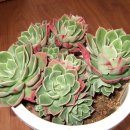 크라우스 이미지