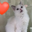 대구고양이분양 원펫 이미지