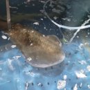 청조수산