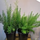 범수농장2 | [7/1] 심폴 생생 구매 후기 🌱💚💯 (마디감, 아스파라거스 메이리, 구갑룡)