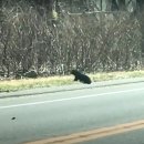 엄마와 아기곰 이미지