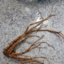 산약초와 산행 이미지