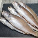 생선굽는고양이 네이버블로그