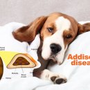 모모동물병원 이미지