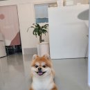 이쁘개 애견샵 이미지