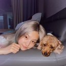 예지펫