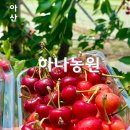 아산 체리수확체험 하나농원 아산 아이와 가볼만한 곳