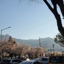 금오산로2-4 | [공지] 구미 | 금오산 벚꽃 실시간 2026, 구간별 개화 상태 총정리, 지금 제일 예쁜 구간은 여기