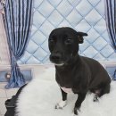 밀리아 펫살롱 이미지