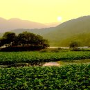 물미연꽃마을 이미지