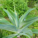 여우꼬리 이미지