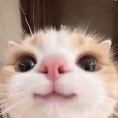 우다다 이미지