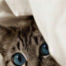 야옹야옹 이미지