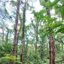 명품소나무길 이미지